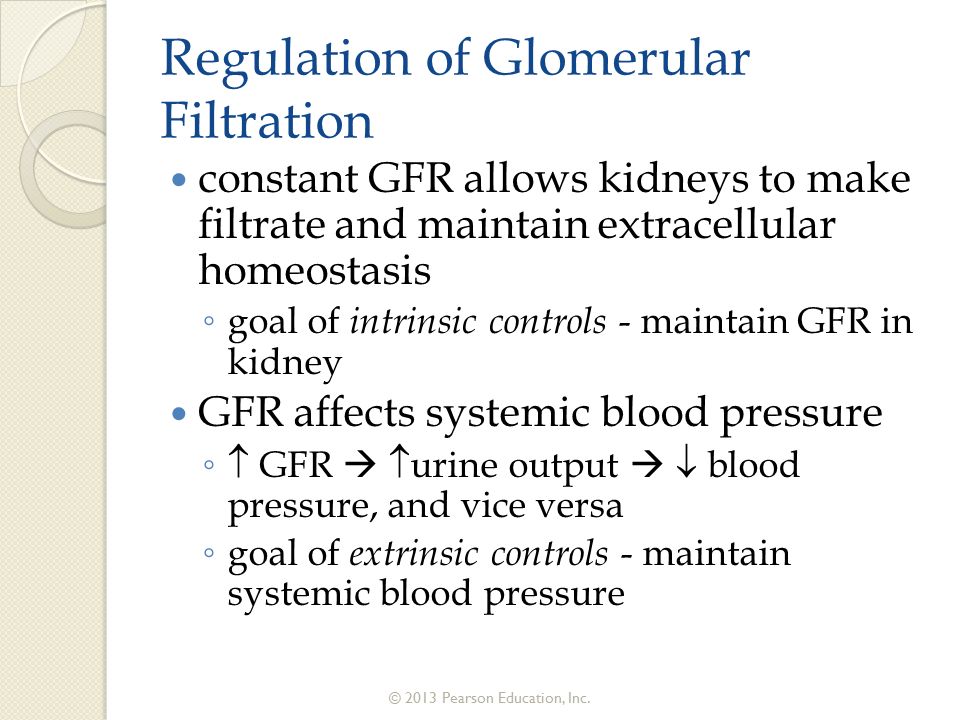 Activity 2 effect of pressure on glomerular filtration